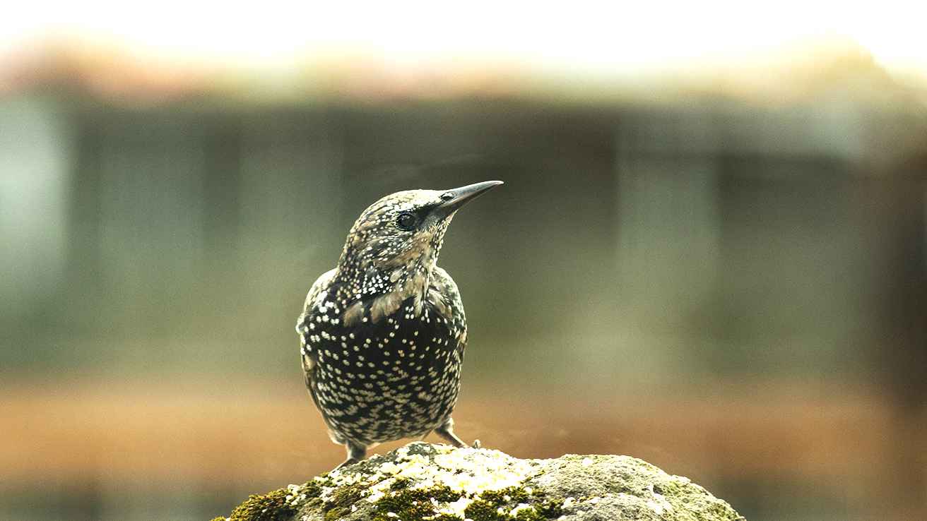 European Starling